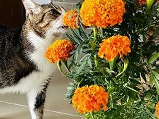 猫と花♪