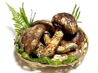 【悲報】「バカマツタケ」とかいう謎のキノ…