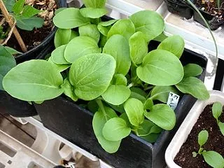 「広巾晩生白茎京菜」「香取春菊」「青梗菜…