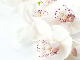 今日のマヤ暦「心の内にある思いに目を向け…