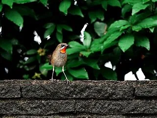 秋の渡り：ノゴマとの出会い