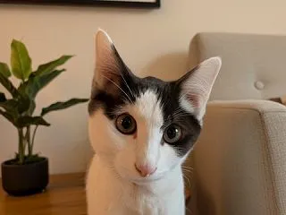 仔猫のハチがやって来たニャア！ニャア！ニ…