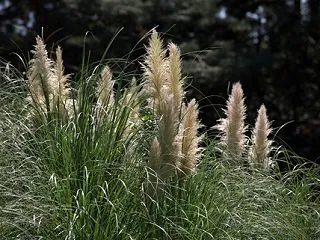 いろいろ撮ってみる(長居植物園・2026…