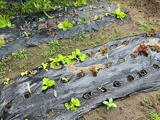 10月下旬「オーガニック野菜畑」あれこれ…