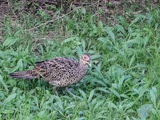 すっかり大きくなったキジの幼鳥
