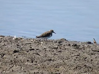 伊佐沼：ハマシギ