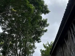 トネリコの剪定