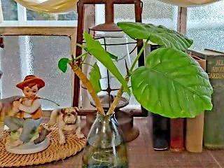 カットしたウンベラータのその後・・・♪