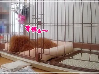 リオ☆【遠吠え】が独特な件ww～動画アリ…