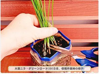 10/27 大葉ニラ栽培Ｒ(18)～収穫…