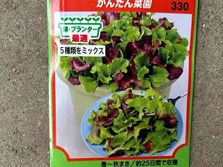 サラダ菜