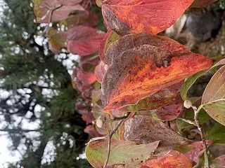 秋だでハナミズキが紅葉中