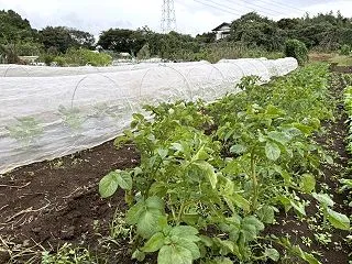 秋ジャガイモにお花が咲きました (^.^…
