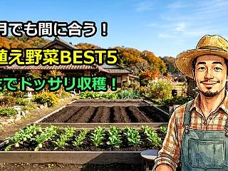 【11月に植える野菜BEST5】今からで…