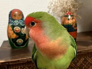 楓羽くんにはアウェーなのかなぁ