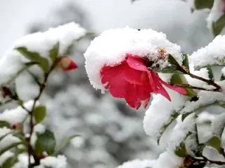 What are “flowers, b…