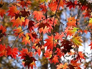 八千穂高原の紅葉