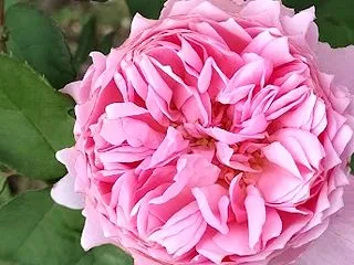 アラカン 黒ワンピにはコレ！ 秋バラがち…