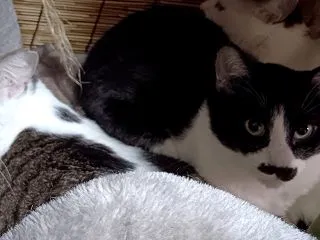 ひっつき猫