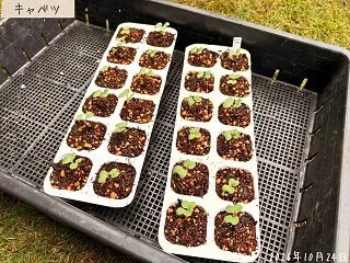 春キャベツの種まき時期｜10月中旬の富士…