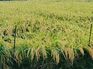 パトロール