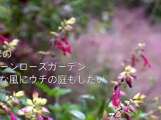 【手入れの楽な大人の庭に、いつになったら…