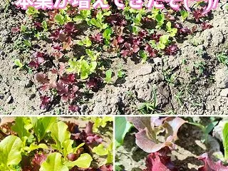 種播きから3週間☆ベビーリーフの本葉が増…