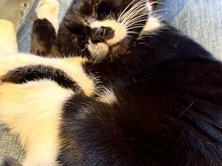 猫の寝顔