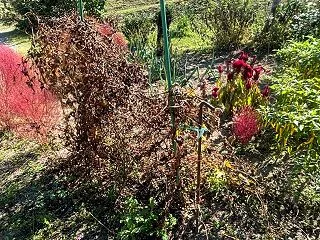 山芋掘り起こし 母親農園分