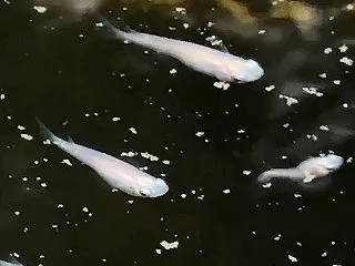 THE WHITE KILLIFISH …