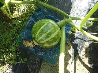ダイコン間引き＆ミニ大根収穫＆ピーマン収…