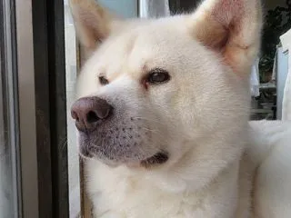 まだ走ることが出来るかお散歩の途中でチェ…