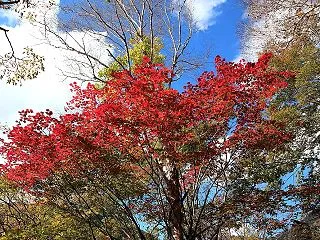 片品村 丸沼高原の紅葉 その１