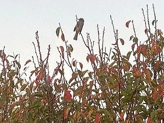 日めくりメッセージ