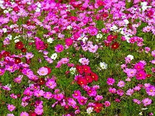 ②和歌山県有田川町 鷲ヶ峰コスモスパーク…