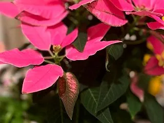 ポインセチアが当たりました^ ^