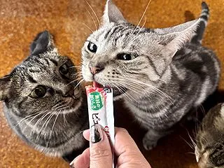 めずら三銃士の続きとアルトン家族記念日