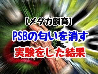 【メダカ飼育】PSBの匂いを消す実験をし…