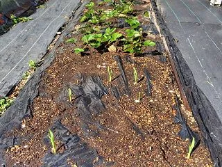 畑の今とシークレット農法の凄さ