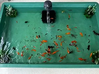 『金魚』第３０，５１３回：球陽寺（コザ本…