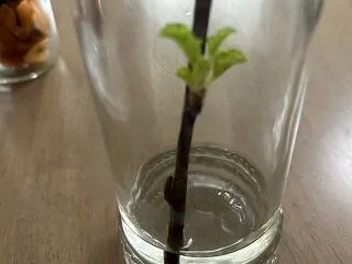 つれづれその2903．植物はすごく強い