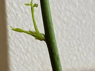 折れたパキラ