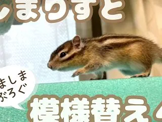 しまりすと模様替え４