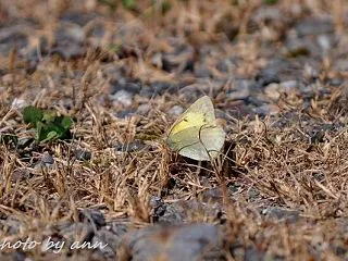 給水中のモンキチョウ