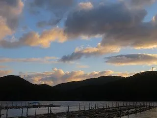 さつま芋を保存・石垣を壊し始めた猪等々