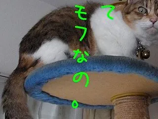 シッポ・コレクション 萌緋菜編