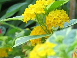 今日の誕生花♪ でしゅ!!