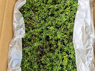 クリーピングタイム 植えた