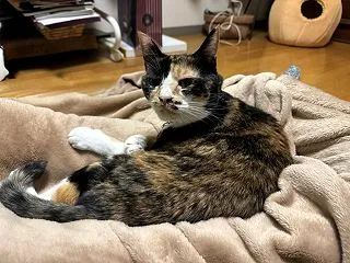 西高東低