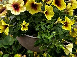 秋の庭 渋かわいいペチュニアのお花たち